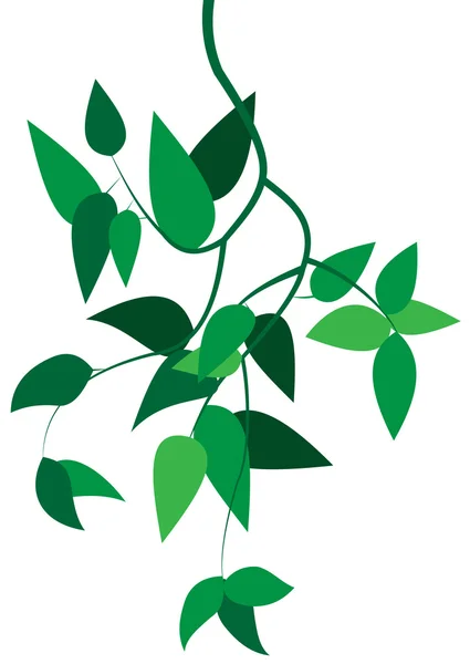 Zelené větve s listy — Stockový vektor