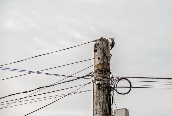 旧的木制电线杆上的啄木鸟 — 图库照片
