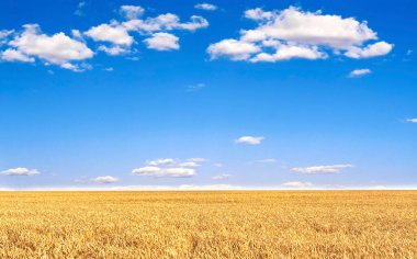 Olgun buğday tarlası Mavi gökyüzünün altında bulutlarla