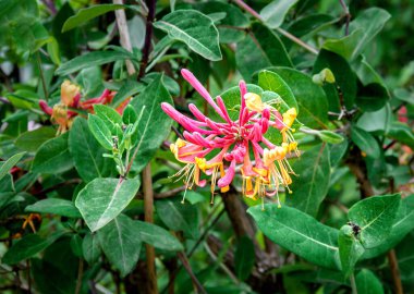 Yapraklardan ve hanımeli çiçeklerinden arkaplan