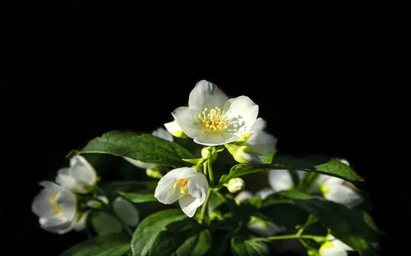 Karanlık Bir Arka Planda Çiçek Açan Yasemin Dalı — Stok fotoğraf
