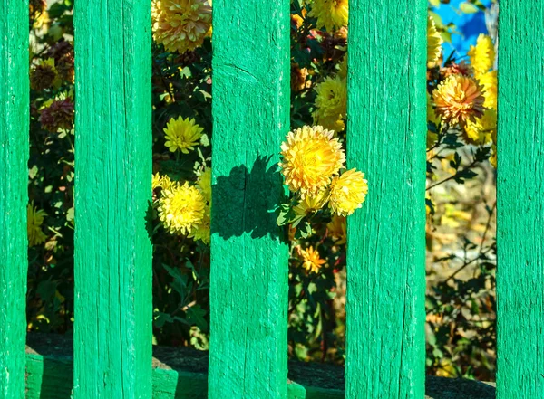 Blooming Yellow Chrysanthemum Bush Garden Fence Stock Picture