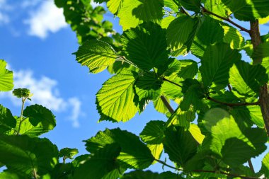 Mavi gökyüzüne karşı yeşil yapraklar