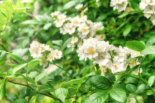 Natural Background Bunch White Flowers — Zdjęcie stockowe