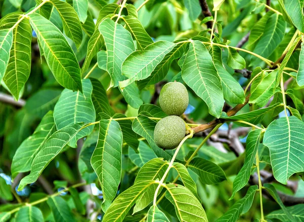 Green Background Leaves Two Walnut Fruits — Fotografia de Stock