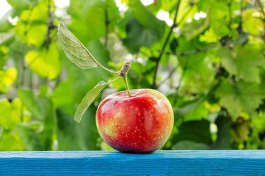 Red apple on a green background close up