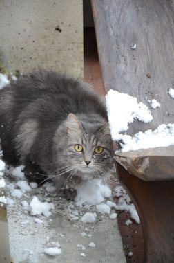 Gri kedi ile kar üzerinde balkon