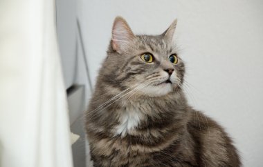 gri tüylü siberian kedi