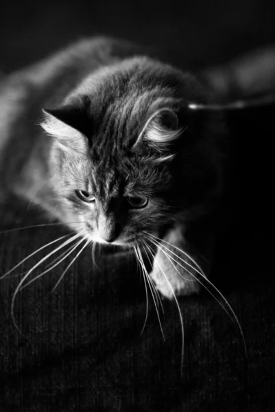 Gray furry siberian cat — Stock Photo, Image