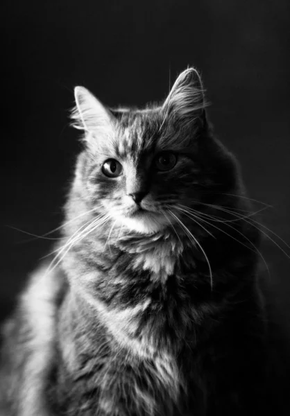 Szary futrzany syberyjski kot — Zdjęcie stockowe
