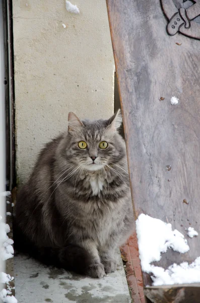 Gato gris con nieve en balcón —  Fotos de Stock