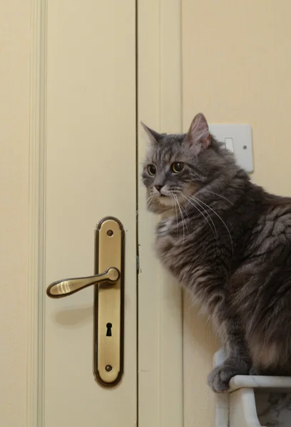 Серый кот возле закрытой двери — стоковое фото