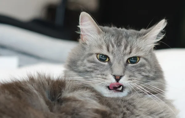 Gato siberiano peludo cinzento — Fotografia de Stock