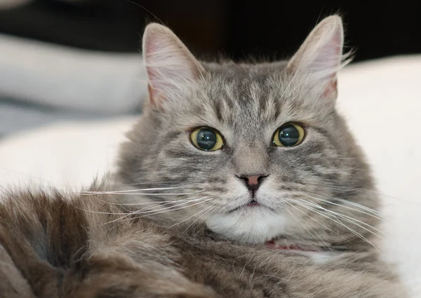 Gato siberiano peludo cinzento — Fotografia de Stock