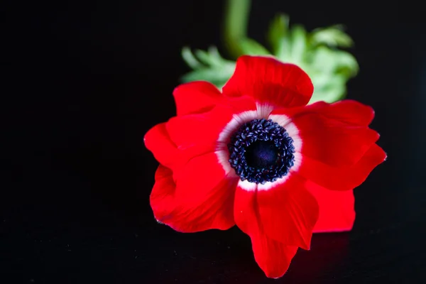 Anemone — Stock Photo, Image