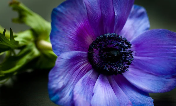 Gros Plan Macro Shot Danémone Bleu Situé Dans Le Jardin De