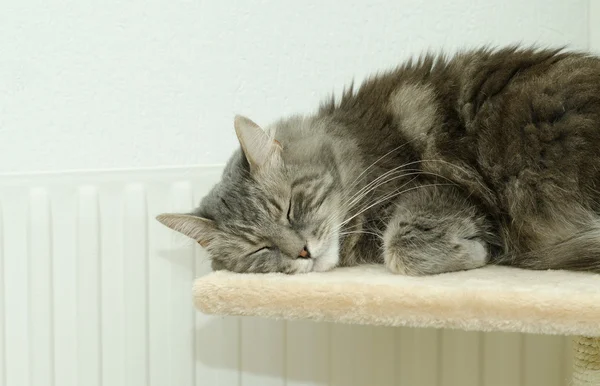 Grå katt som sover nära värmare Stockbild