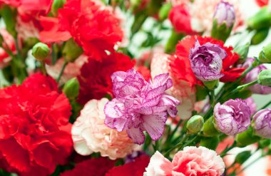 Dianthus, karanfil pembe