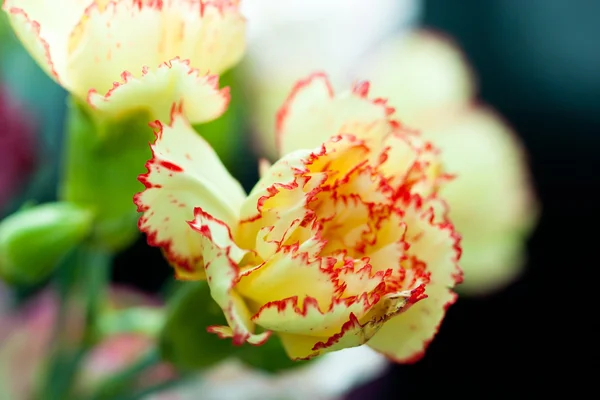 Dianthus, garofano rosa — Foto Stock