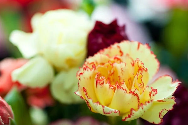 Dianthus, garofano rosa — Foto Stock