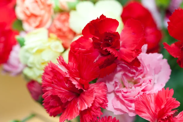 Dianthus, cravo rosa — Fotografia de Stock