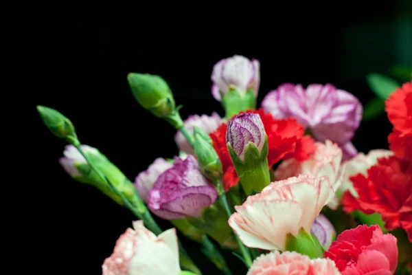 dianthus, carnation pink