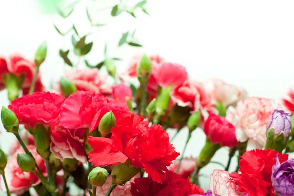 Dianthus, carnation pink — Stock Photo, Image