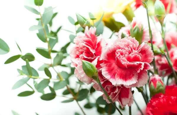 Dianthus, carnation pink — Stock Photo, Image