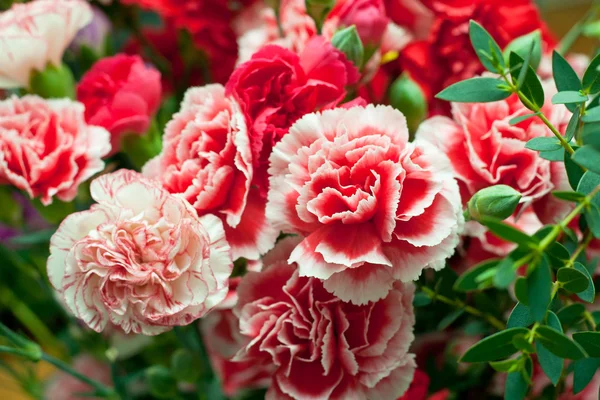 Dianthus, carnation pink Rechtenvrije Stockfoto's