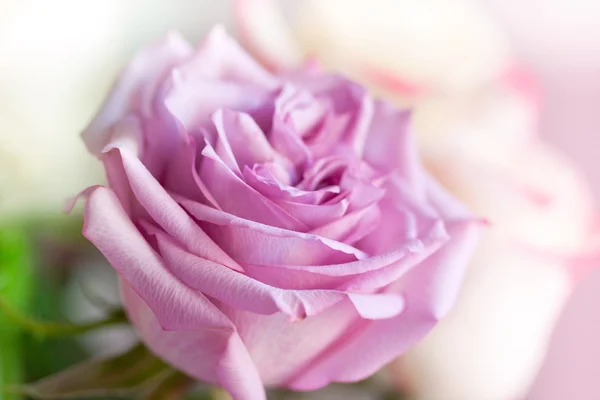 粉紫淡色玫瑰 — 图库照片