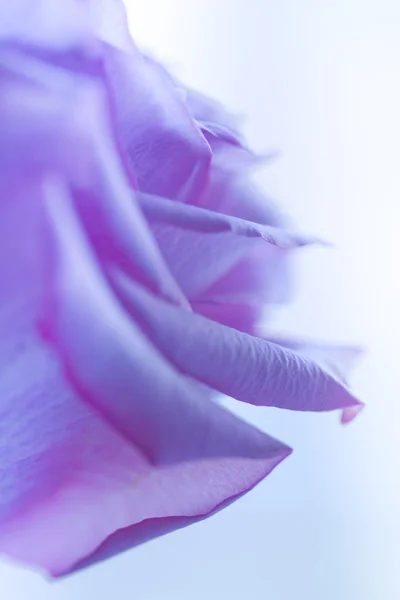 Roze violet pastel rozen — Stockfoto