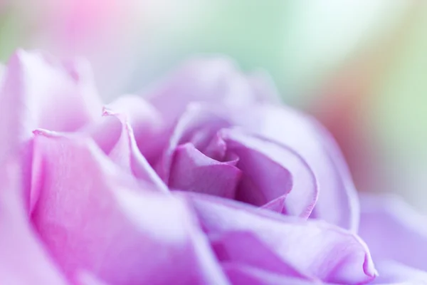 Pink violet pastel roses — Stock Photo, Image