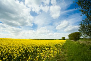 tecavüz, brassica oleifera