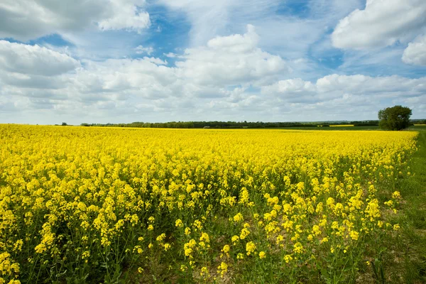 Káposztarepce brassica oleifera — Stock Fotó