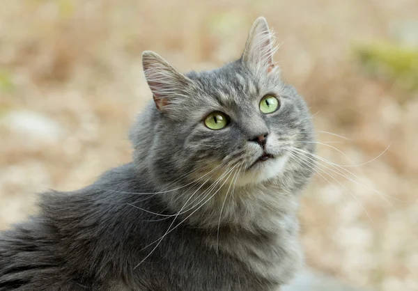 Gato siberiano gris en el bosque —  Fotos de Stock