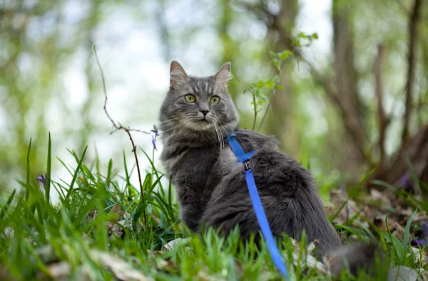 Gato siberiano gris en el bosque —  Fotos de Stock