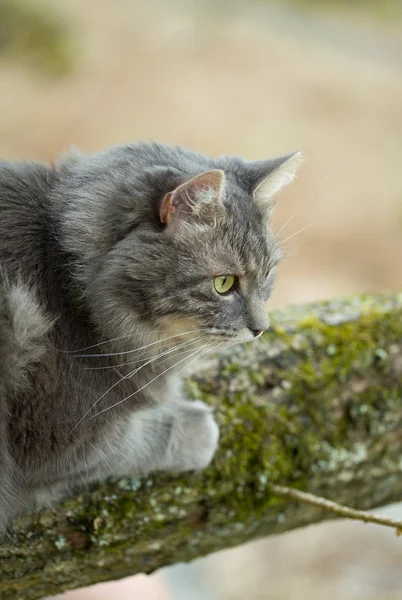 Grå Sibirisk katt i skogen — Stockfoto