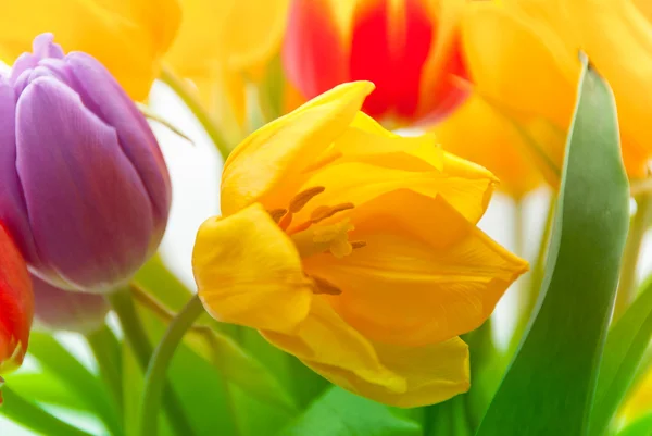 Tulipaner i bouqet – stockfoto