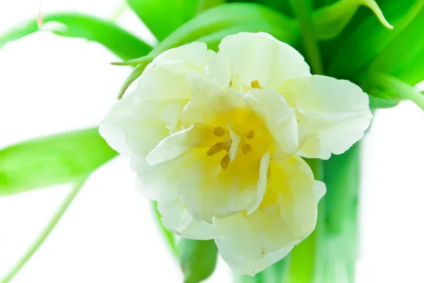 Tulpen im Strauß — Stockfoto