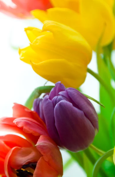 Тюльпаны в букете — стоковое фото