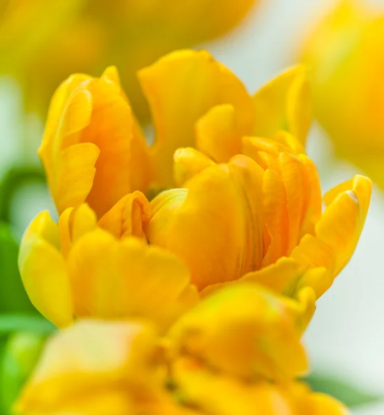 Tulpen im Strauß — Stockfoto