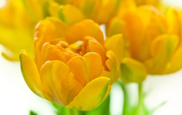 Tulipaner i bouqet – stockfoto