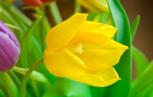 Tulipaner i bouqet – stockfoto