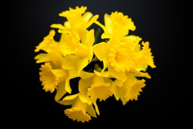 Nergis sarı nergis jonquilla