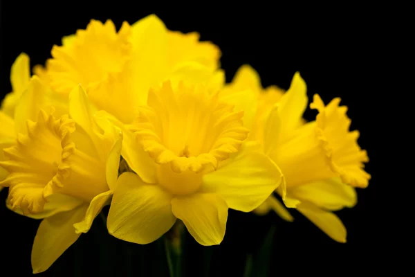 Narcis žlutý Narcis jonquilla — Stock fotografie