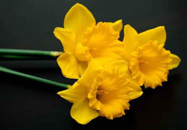 Narcis žlutý Narcis jonquilla — Stock fotografie