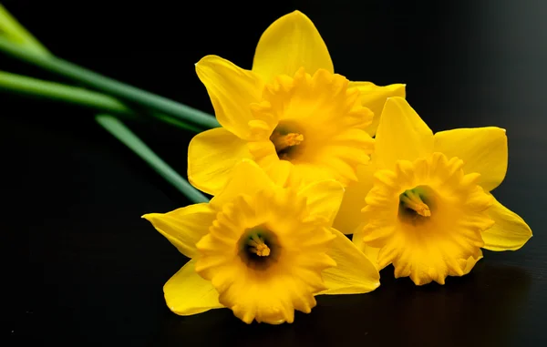 Narkissos gul daffodil jonquilla – stockfoto