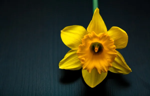 Narciso Giallo narciso jonquilla — Foto Stock