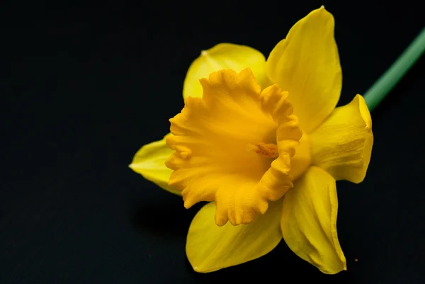 Narciso amarelo daffodil jonquilla — Fotografia de Stock