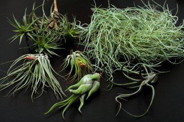 Tillansia